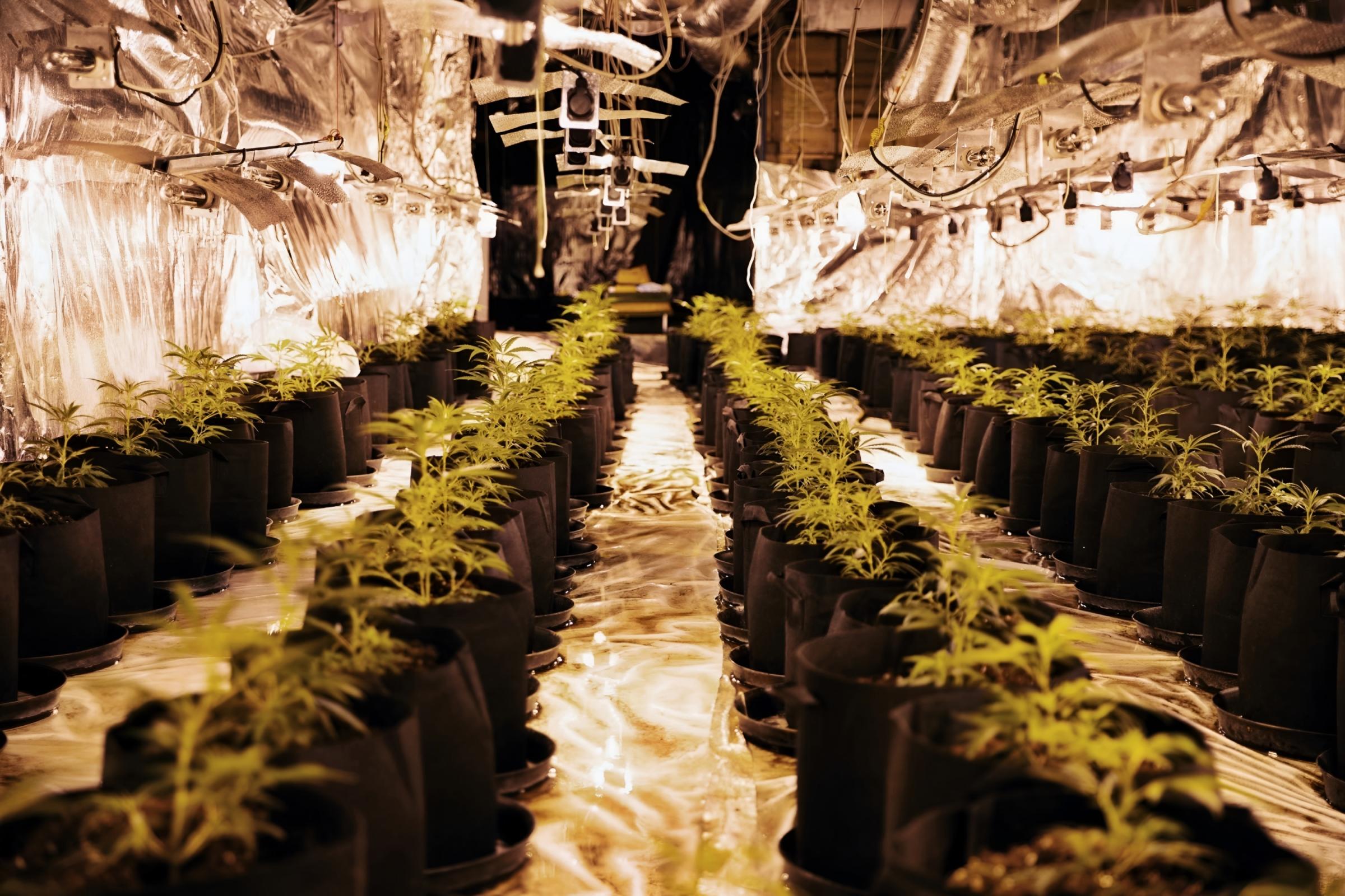 Eigentlich ging es um eine mögliche Körperverletzung: Polizei macht überraschenden Cannabisfund
